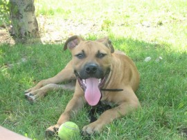 Otto